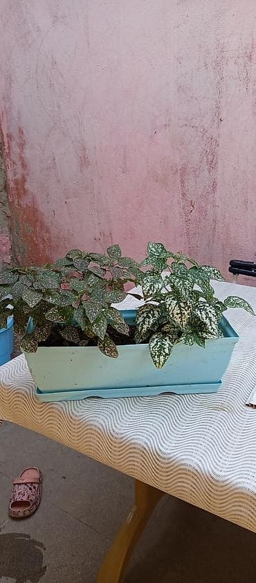 ciledagi bitkisi: Polka Dot Plant (Hypoestes) – dekorativ yarpaq bitkisi deyerinden ucuz — 1