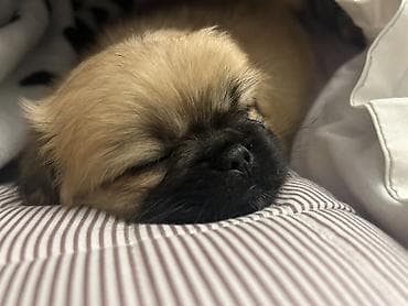 pişik geyimi: Pekines, 3 ay, Dişi, Peyvəndli, Ünvandan götürmə, Ödənişli çatdırılma — 5