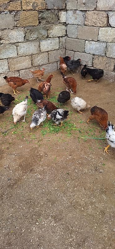 toyuq satan: Kend cüceleri .Qiymet 6 manat .25 edetdi kom götürene endirim var — 5