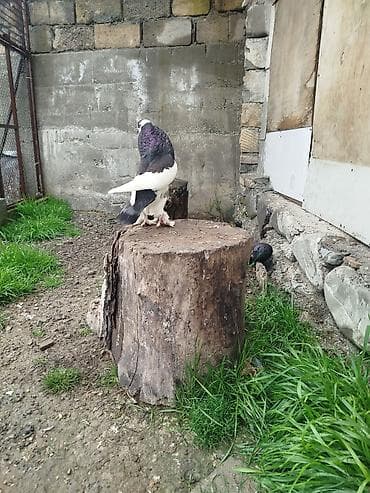 itlerin satisi ve qiymetleri: Cins: Şişin sinəli, tüklü pəncəli göyərçin . super damazliq şişman — 9