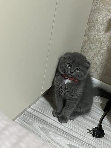 pişik satisi 2019: Şotland yastı qulaq — 5