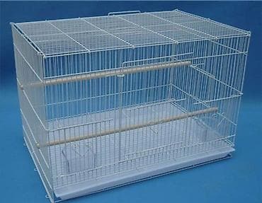 taxta qefes: SUPER PAPUQAY DƏSTİ 🦜cemi 45 azn ✨ Hamısı bir yerdə – ideal başlanğıc — 9