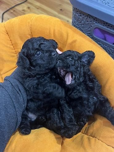 it satisi balaca: Pudel, 1 ay — 3