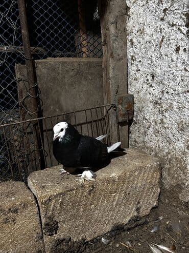 - Növ: Ev göyərçini (şəklə uyğun olaraq ayaqları lələklidir, başı ağ