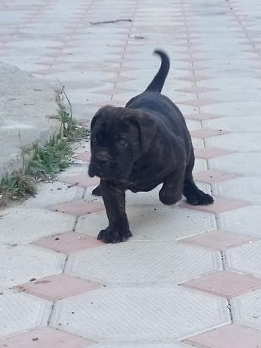 pudil iti satilir: Kane-Korso, 1 ay, Erkek, Sənədli, Ünvandan götürmə, Pulsuz çatdırılma, Rayonlara çatdırılma — 8