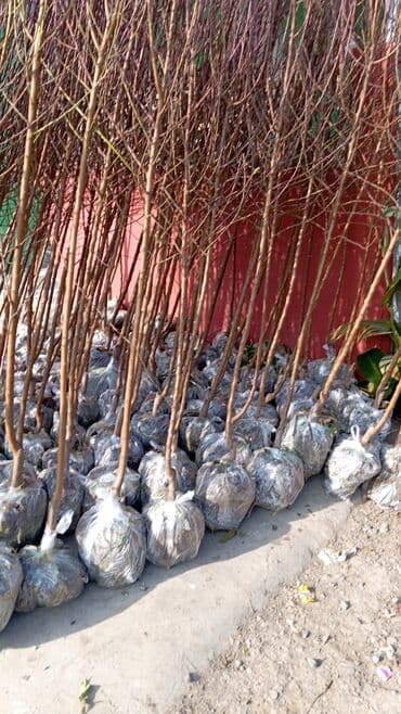 пластмассовый бак для воды купить: Her növ ağaclar ve dekarativ ağaclar çox ucuz ve qarantili gubresiz — 47