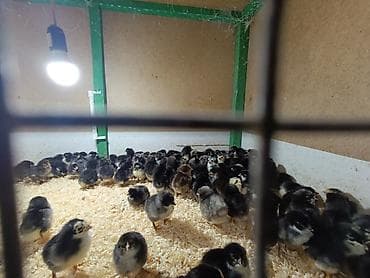 ag itler: Qəmbəri Xarkov temiz qan lider 55 sereblis. 2 sort quban 308 yerli — 7