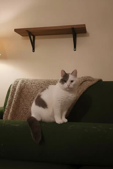 сколько стоит котенок: Самка, В добрые руки — 1