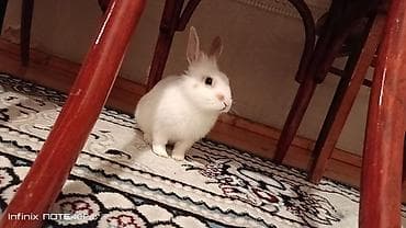 dovsan sekli: Ağ rəngli, qulaqları dik, burnu və kürəyində açıq-bej ləkələri olan — 2