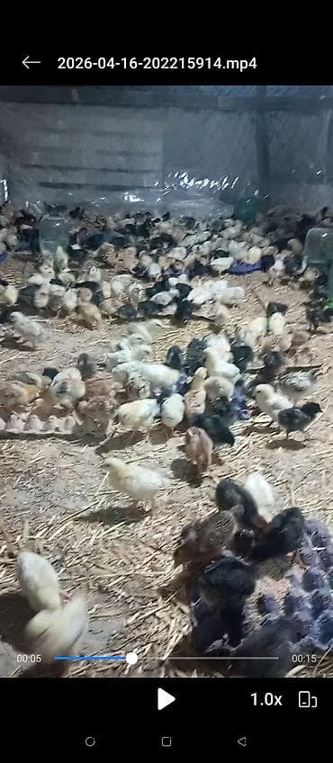 cücə alıram: Toyuq cücələri, Damazlıq — 6