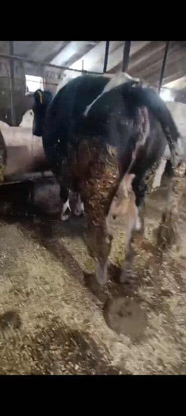 Digər kənd təsərrüfatı heyvanları: Salam aleykum super 2 dene iney diler cüt 6400 diyilir razılaşmaq olar — 5