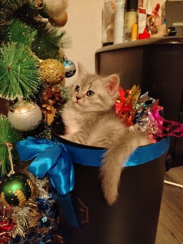 inək satılır binə: 2aylıq erkək oynağan bala. quru yaş yem yeyir. Qum tərbiyəsi var — 3