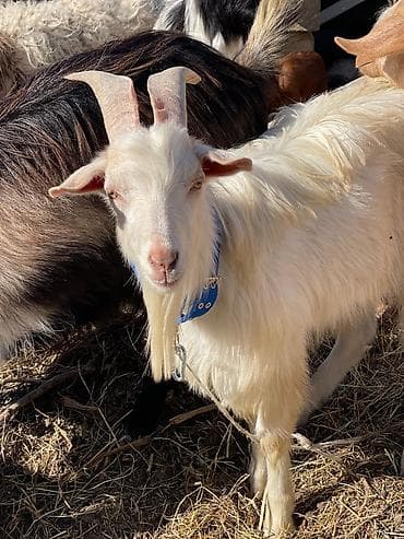 qaz ördək satışı: Saanen keçiləri satılır macar sortu, rusiya sortu isveçrə sortu — 10