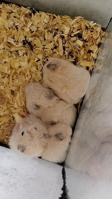 Suriye hemsdir– krem rəngli, yumşaq tüklü 4 eded biryerde satilir - lalafo.az -da Suriye hemsdir– krem rəngli, yumşaq tüklü 4 eded biryerde satilir -