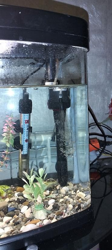 pulcuqlu heyvanlar hansılardır: Balıqlarla birlikdə, 50 l, Ünvandan götürmə, Ödənişli çatdırılma — 9