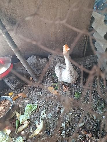 qaz balari: Qazlar satılır – 2 baş (ağ və boz rəngli) - Növ: ev qızı (qaz) - — 2
