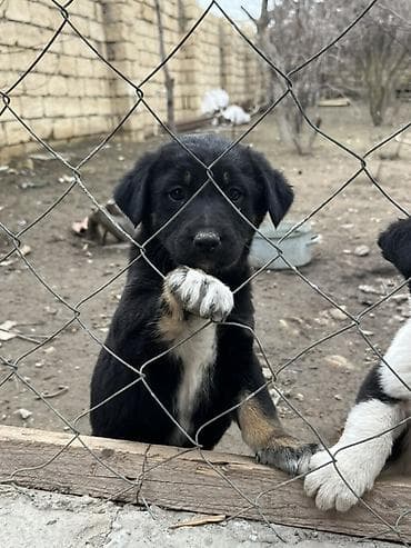 pitbul ıt: 2 ay, Erkek — 2