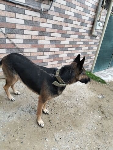 gencede it satisi: Alman çoban iti, 2 il, Dişi, Peyvəndli, Ünvandan götürmə — 9
