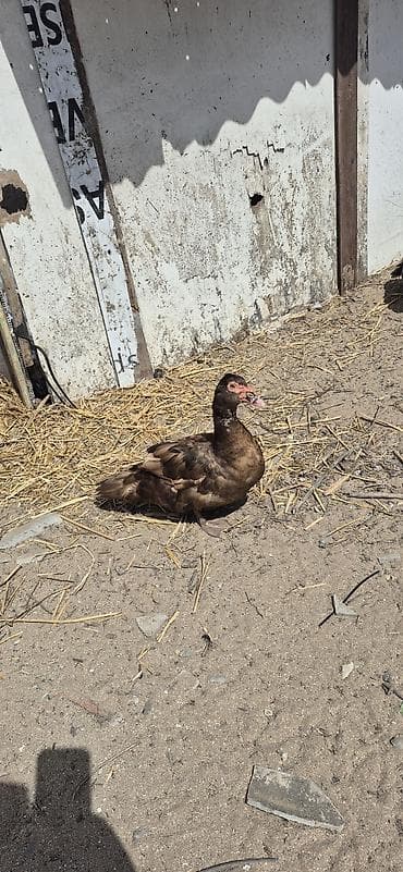 Musk ördəkləri (indo ducks) – müxtəlif rənglərdə - Növlər: musk/indo — 4
