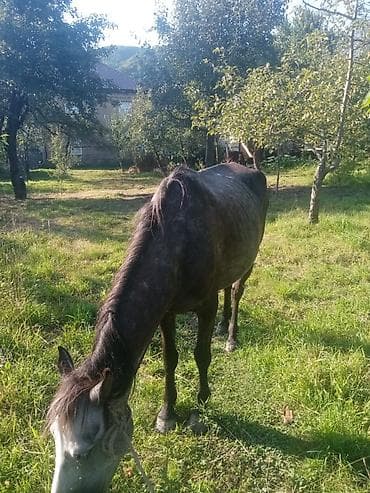 atla eşşəyin cütləşməsi: 700 ı verirəm yayinda bala ilə ana bala ikisidə yorqadı cox sakit atdı — 2