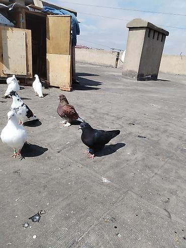 Quşlar: Ev göyərçinləri – müxtəlif rəng və cinslər Cutler 15 azn - Qrup — 3