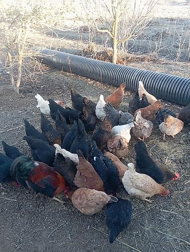 K/t heyvanları üçün mallar: Toyuq, Yumurtalıq — 3