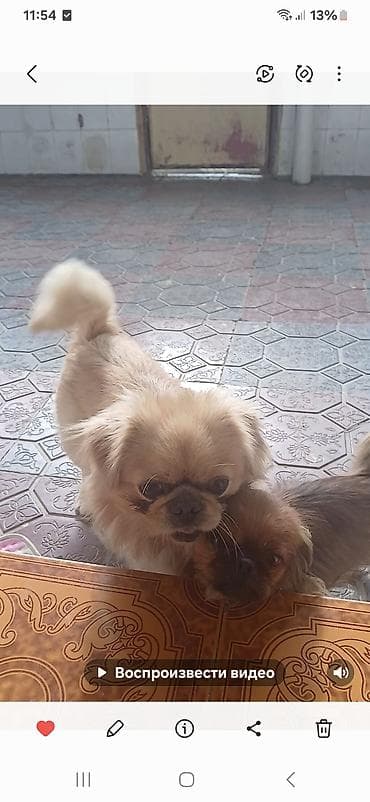 Зоотовары: Пекинес — 4