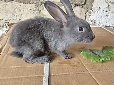 mal bazari: 🐇 14 ədəd sağlam və şirin balaca dovşan satılır! ✔️ Ev şəraitində — 2