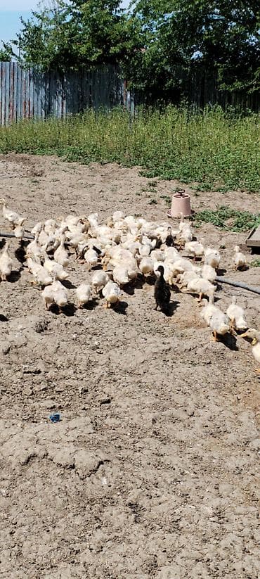 etlik inek cinsleri: Salam 120 ədəd kuban Pekin ördeyi var 1 ayliq Catdirilma var hamsin — 3