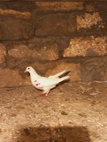 drakon goyərcin: Salam qirmiz quyurugdu maya olmadi oz quwlarim balasdi — 6