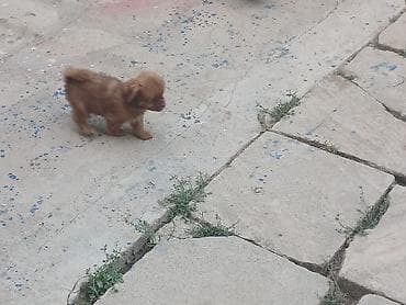 at satilir: Bu Küçüylər satılır erkəy dişidi biri 100m Dan — 7
