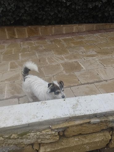 ev iti satisi: Pudel, 9 ay, Erkek, Peyvəndli, Ödənişli çatdırılma — 5