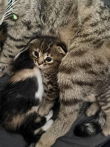 siyam pişik: Şotland yastı qulaq, Erkək, Dişi, Yaxşı əllərə — 2