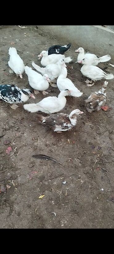 12 edəd yerli lal ördək satlir — 2