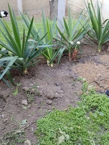 sekas palma: Palmalar — 2