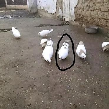 broyler cuce satisi: Salam. hərvaxtınız xeyir olsun. Biləsuvar rayon. Zəhmətabad quşbazları — 4