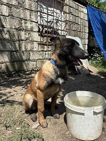 it balasi: Belçika Malinua (Belgian Malinois) balası - Aktiv, ağıllı və — 3