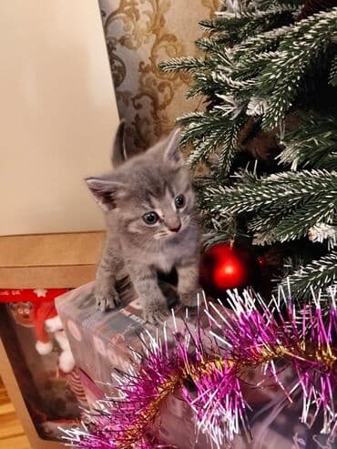 Heyvanlar üçün mallar: Yaxşı əllərə — 5