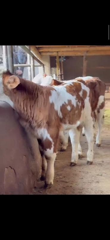 Digər heyvanlar: Simental cinsli buzovlar - Cins: Simental (süd-ət istiqamətli) - — 7