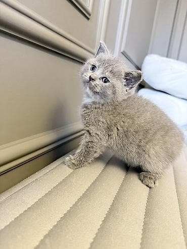 kangal balası: Britan — 2