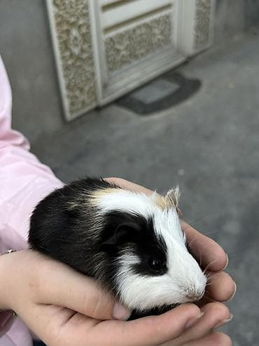 qefes: Trikolor dekorativ dəniz donuzu (guinea pig)(5 ededdir) - Cins — 5