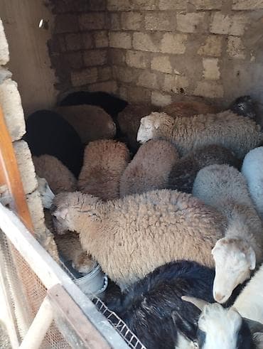 qara avstrolorp: Qoyun və keçilər – təsərrüfat üçün - Şəkillərdə müxtəlif rəngli yerli — 1