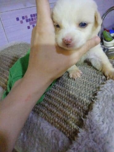 it ev: Zvonok, 1 ay, Erkek, Ödənişli çatdırılma, Ünvandan götürmə, Pulsuz çatdırılma — 9