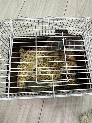 heyvan evleri: Xomyak və kletkası satılır. Yeməyi və opila hədiyə Продается хомяк — 1