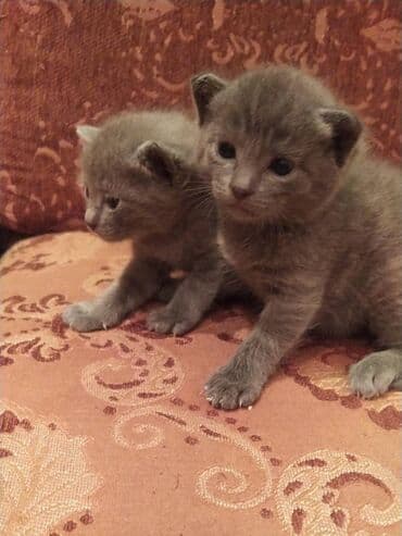 Daraq panellər: Britan, Dişi, Erkək — 18