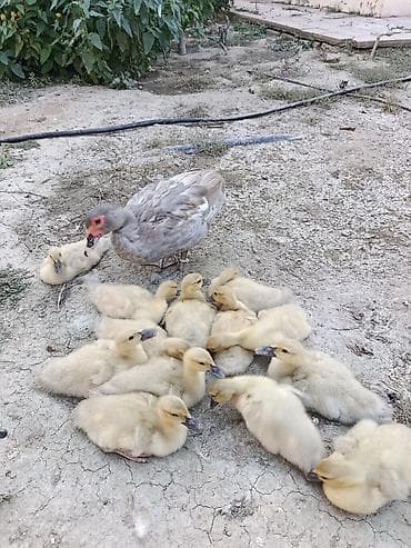 mandarin ordək: Bu müsk ərdəklər, sarı rəngli balaları və gri rəngli böyükləri ilə — 1