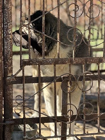 afcarka balalari satilir: 🐕 Təcili Satılır — Qafqaz çoban iti İri cüssəli, sağlam və güclü — 3