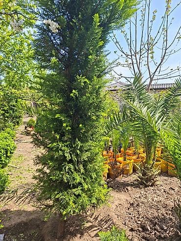 Ağac, gullerin satişi