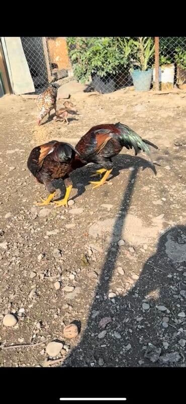 yaponka xoruzlar: Məhsul: Uzunboyun, möhkəm ayaqlı, sərt bədən quruluşlu döyüş tipli — 10