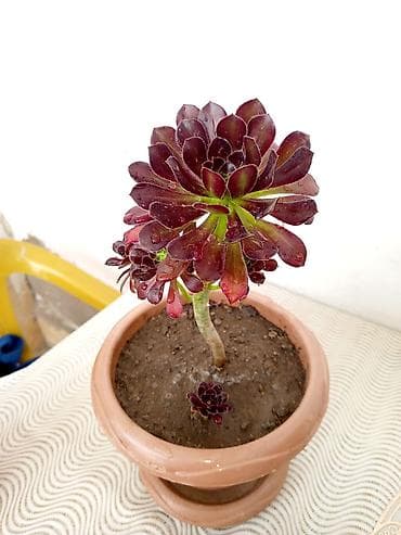 etotu bitkisi: Bitki: Aeonium arboreum ‘Zwartkop’ (Qara qül – tünd bənövşəyi-siyahı — 3